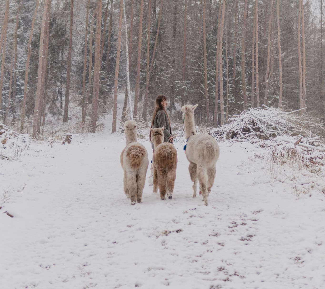 Alpaca Trekking